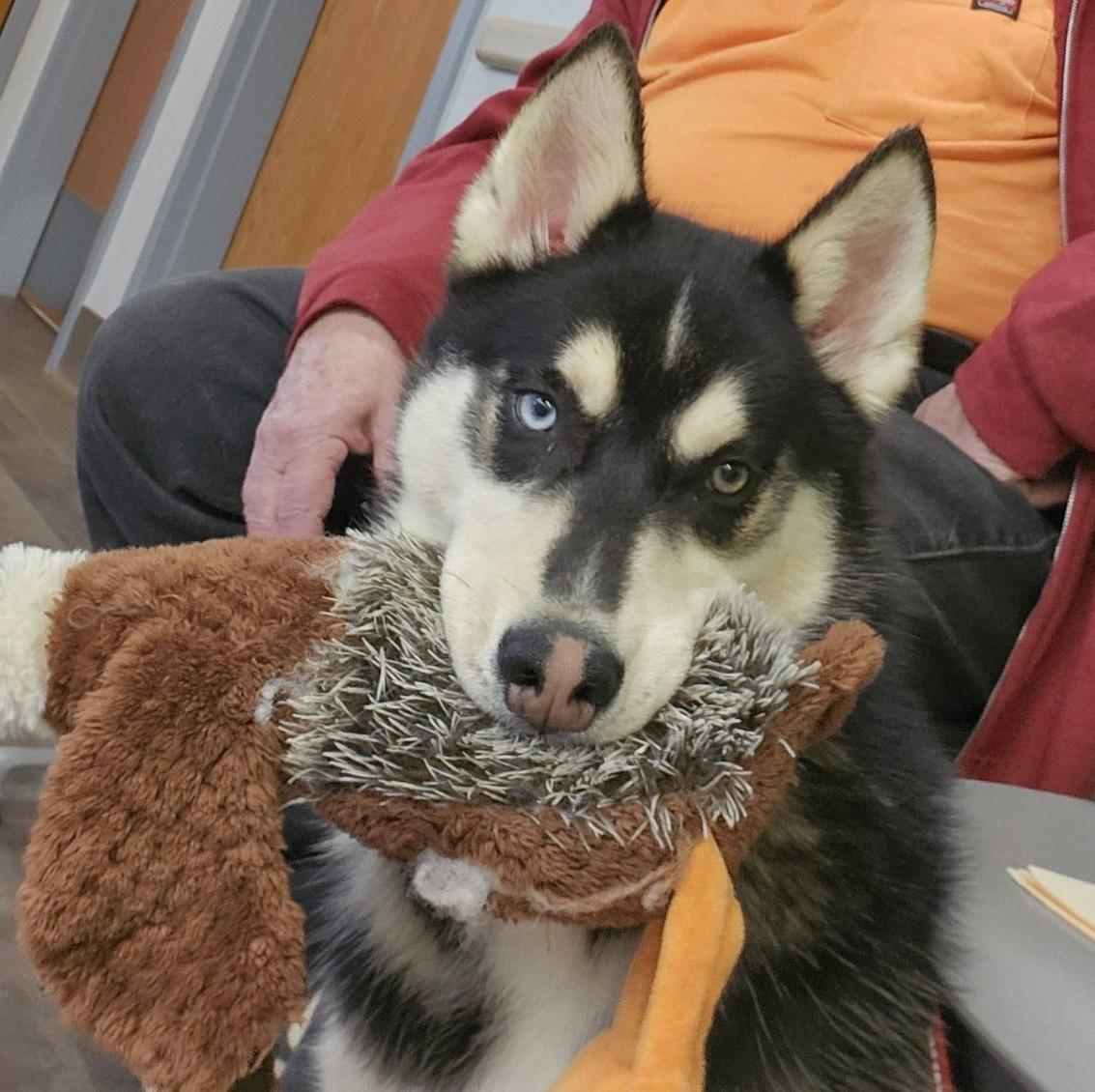 Enlarge Mischief Knight, a Adoptable mixed breed in Catawissa, PA image 4/4