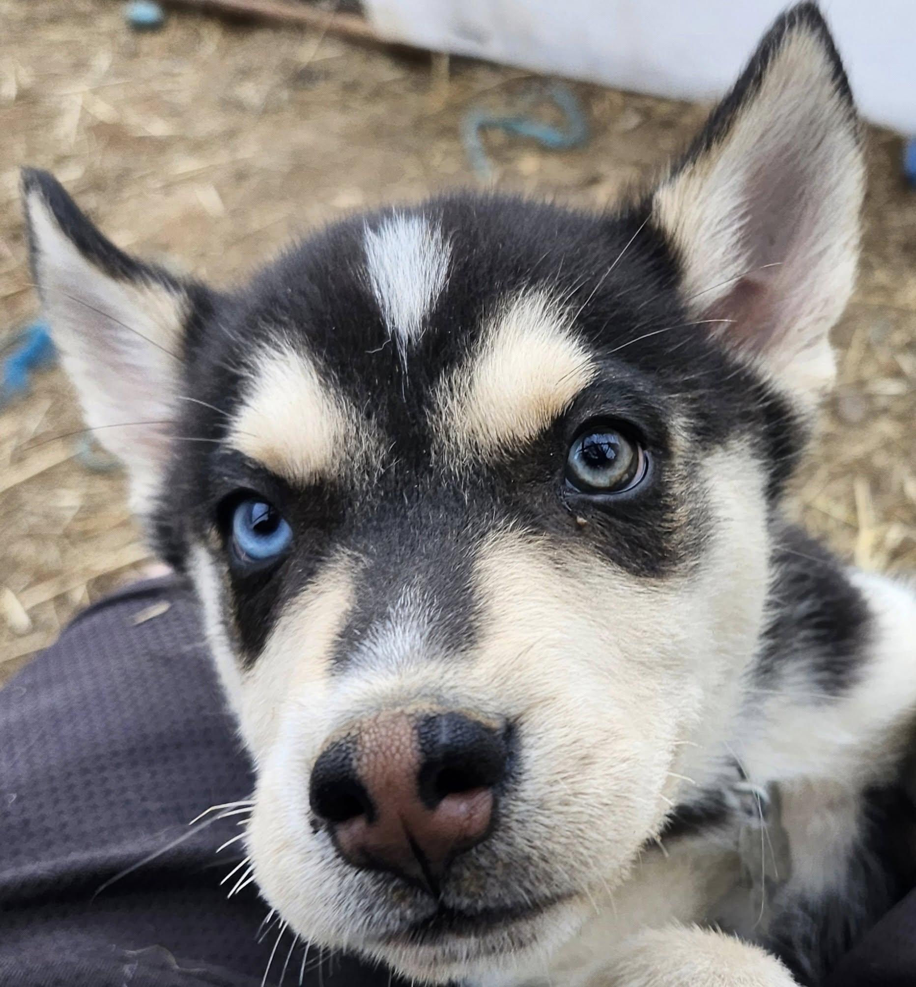 Mischief Knight, a Adoptable mixed breed in Catawissa, PA image 3/3