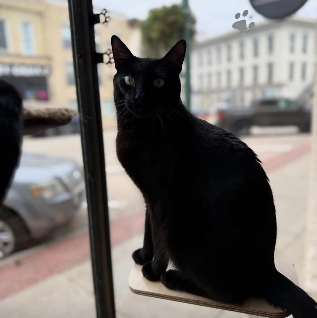 Enlarge Rippley, a ADOPTABLE Domestic Short Hair in Whitewater, WI image 2/6