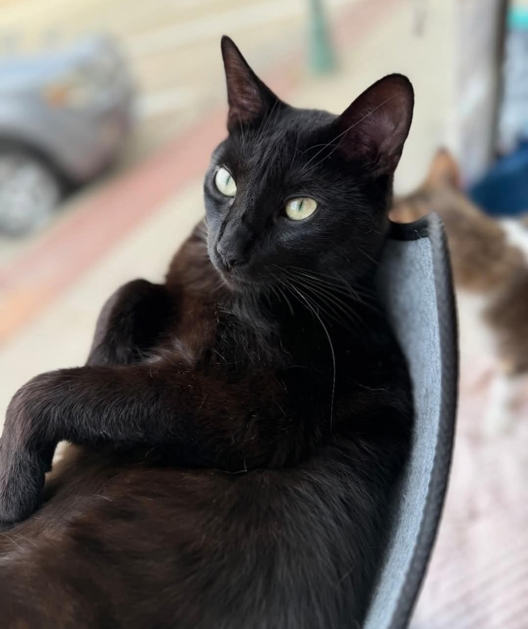 Enlarge Rippley, a ADOPTABLE Domestic Short Hair in Whitewater, WI image 1/6