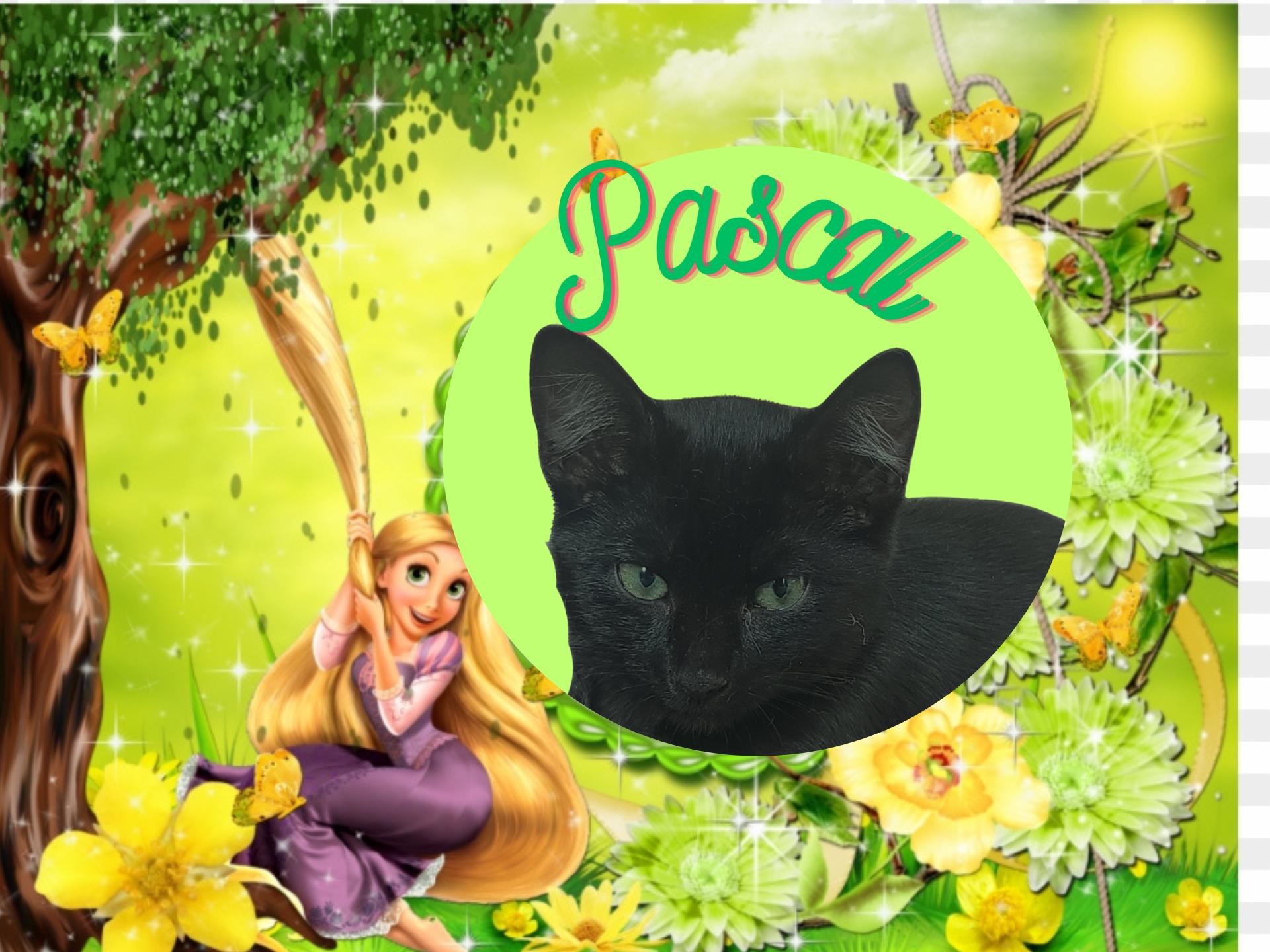 Pascal