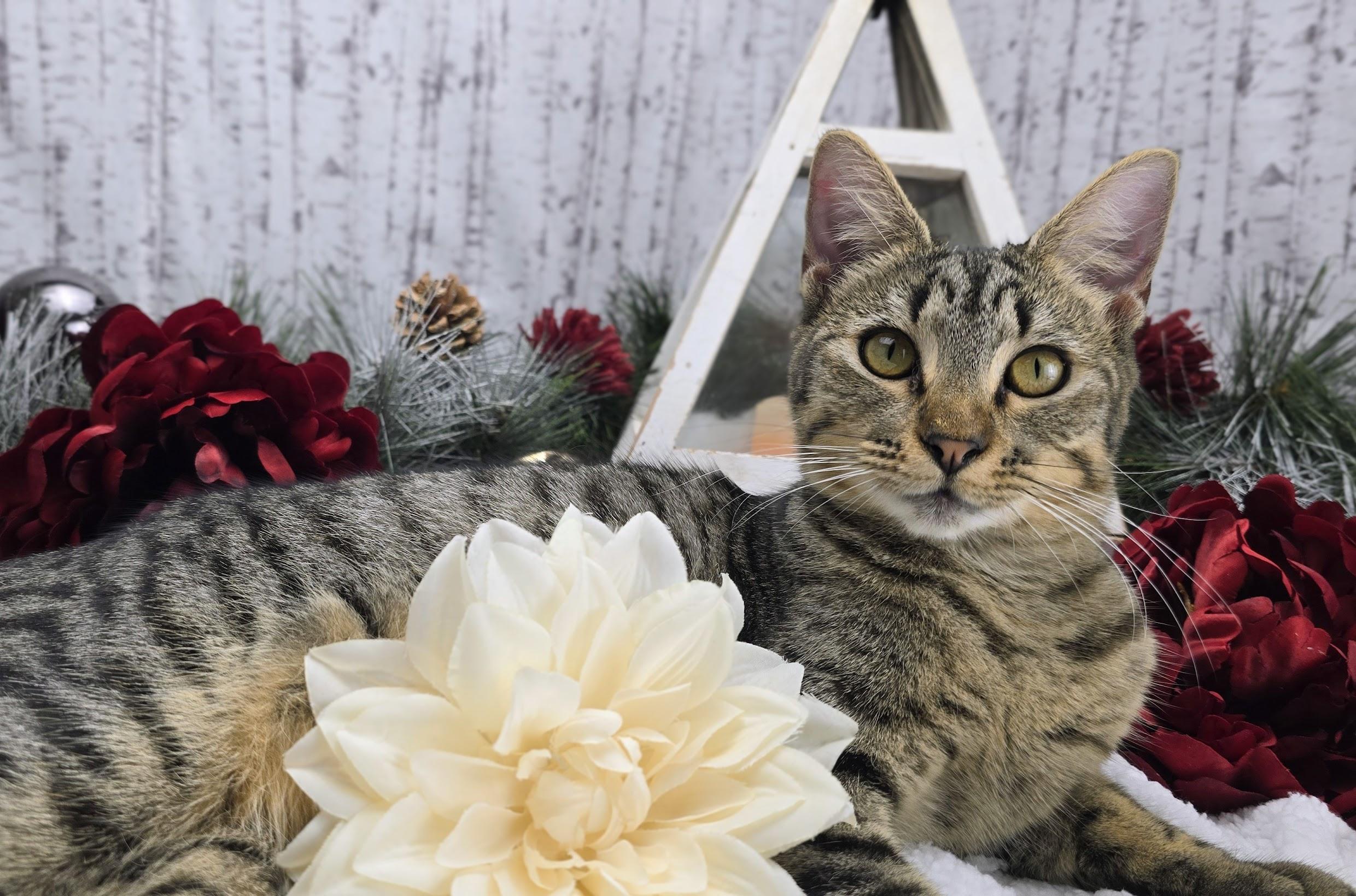 Rumor, a Adoptable Domestic Short Hair in Ocean Springs, MS image 2/6