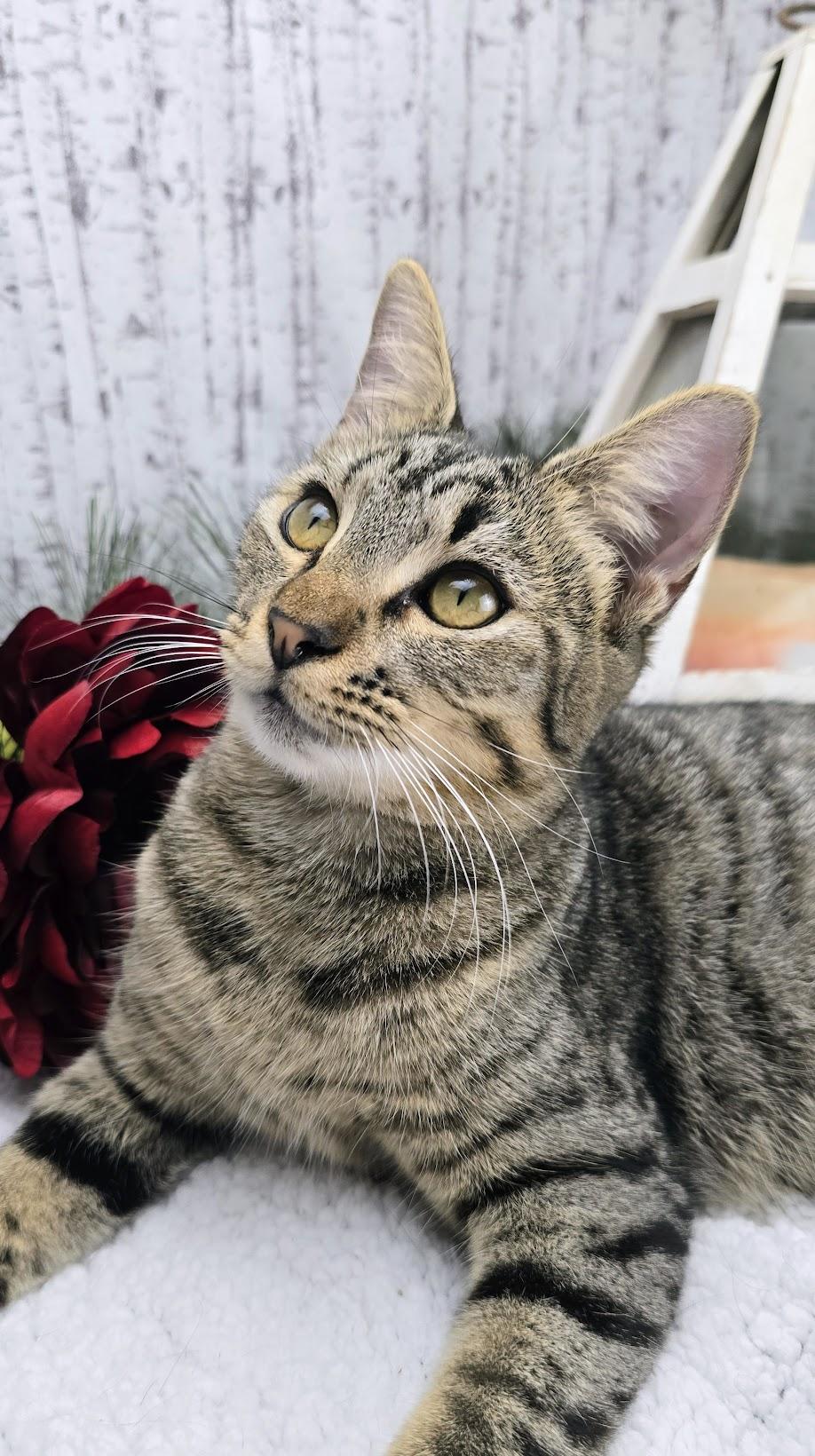 Rumor, a Adoptable Domestic Short Hair in Ocean Springs, MS image 3/6