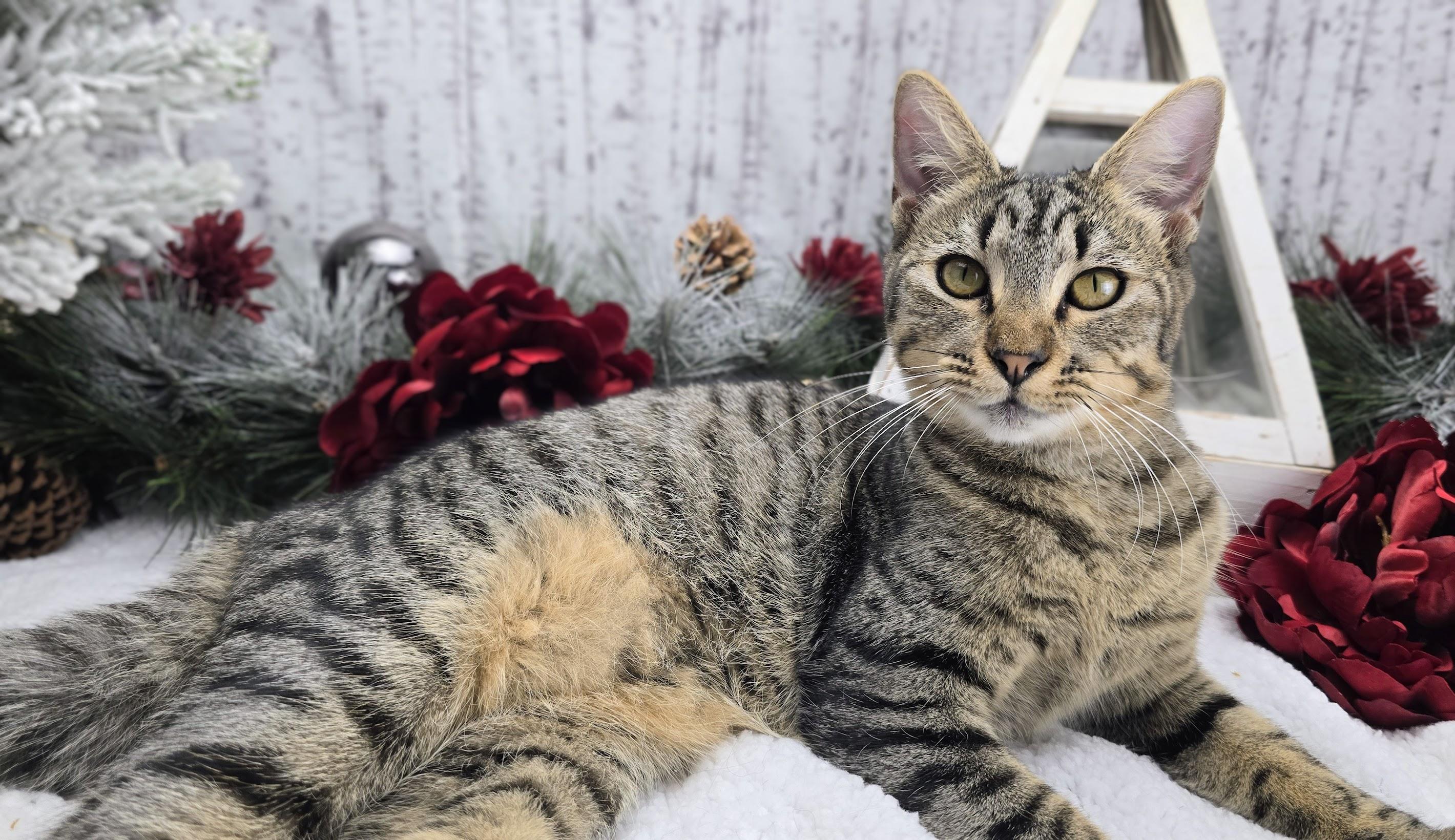 Rumor, a Adoptable Domestic Short Hair in Ocean Springs, MS image 4/6