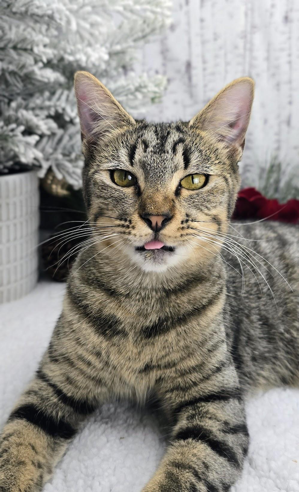 Rumor, a Adoptable Domestic Short Hair in Ocean Springs, MS image 5/6