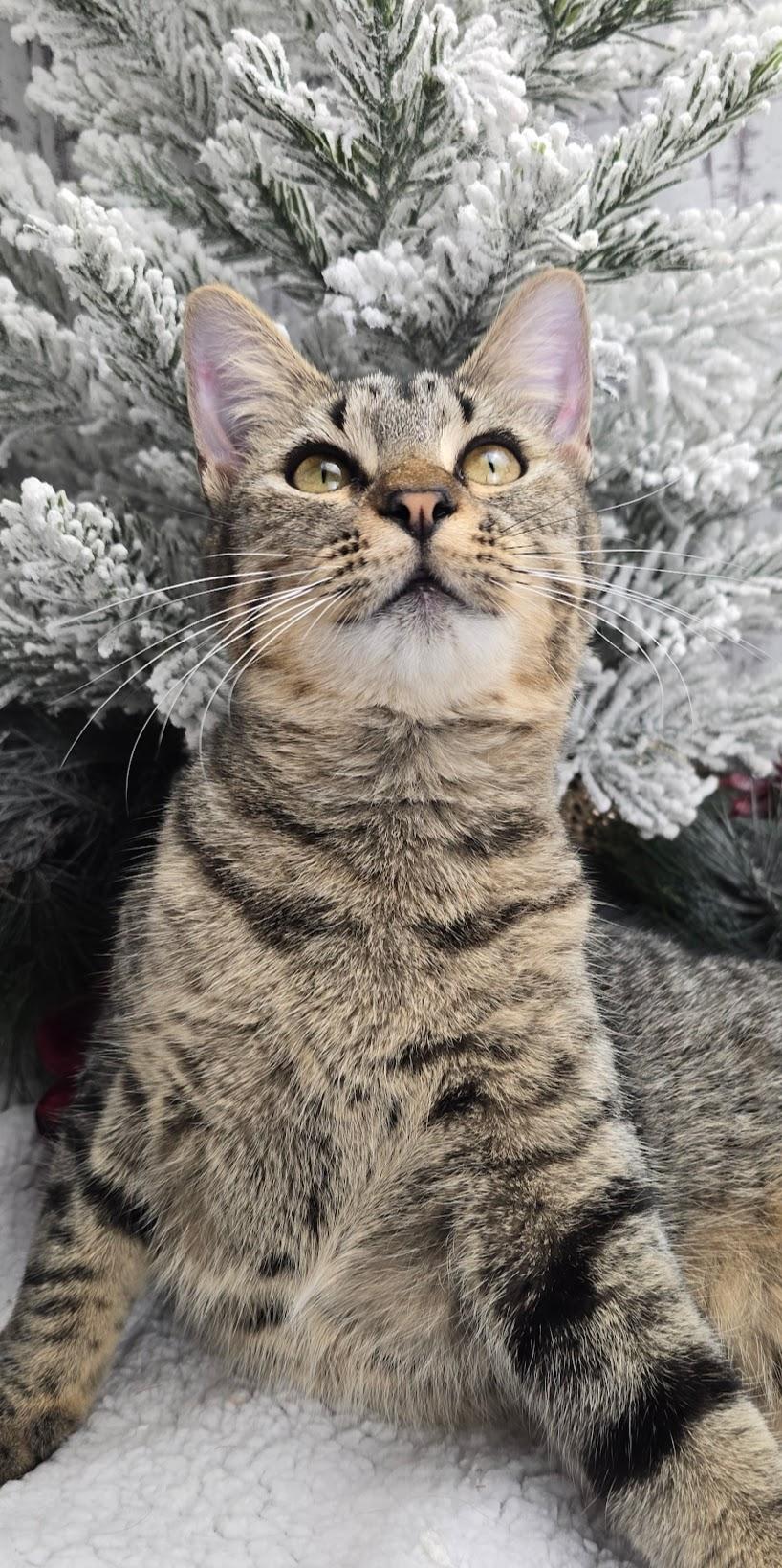 Rumor, a Adoptable Domestic Short Hair in Ocean Springs, MS image 6/6