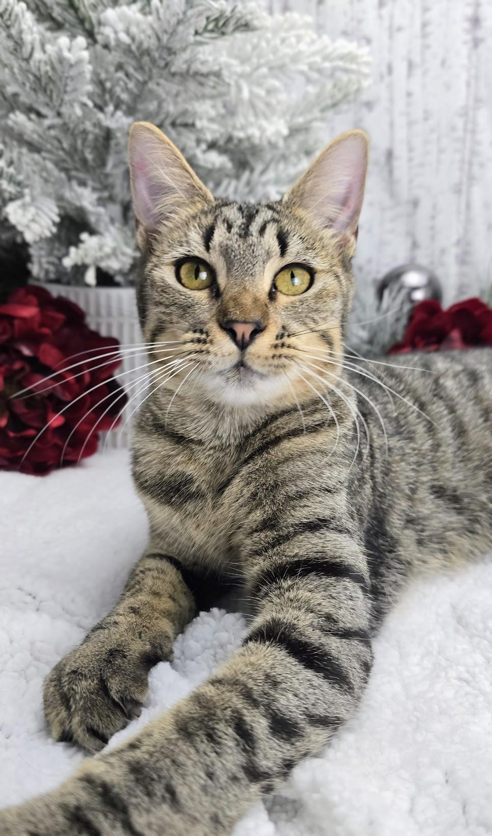 Rumor, Adoptable, Kitten Female Domestic Short Hair.