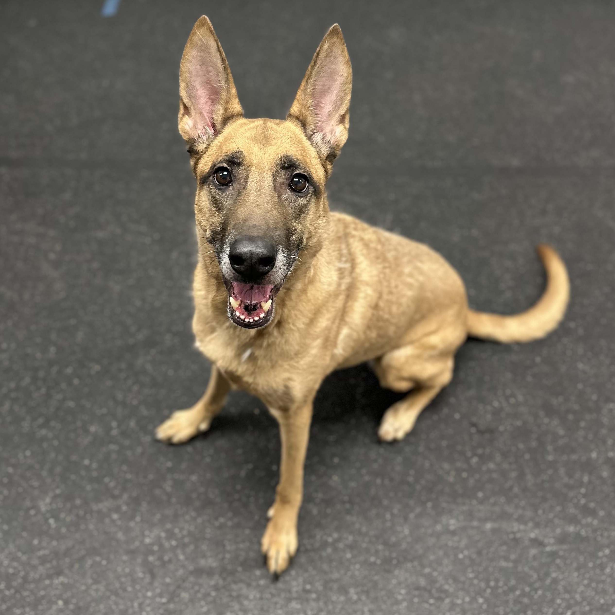 Maxine, adopted, Adult Female Belgian Shepherd / Malinois.