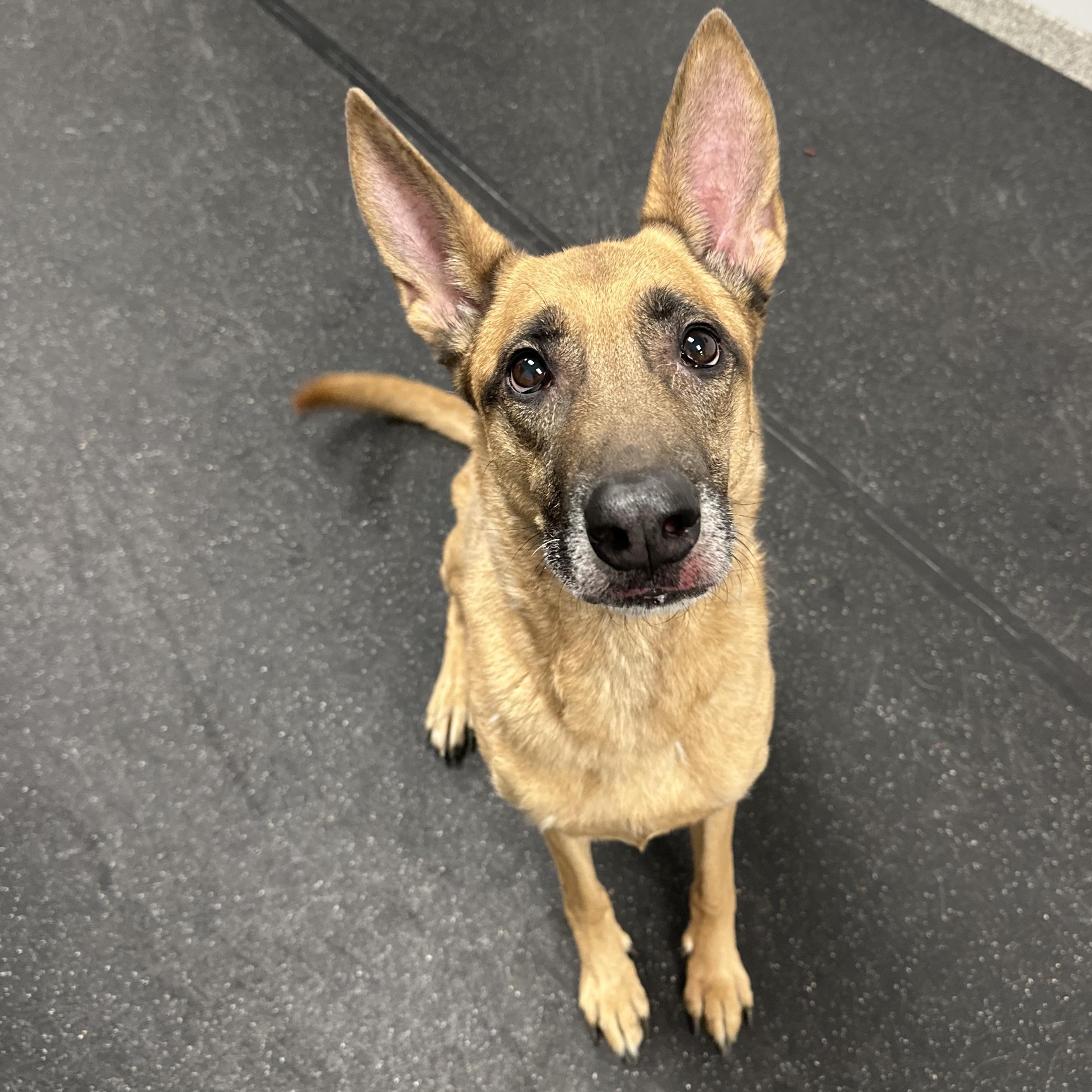 Enlarge Maxine, an adopted Belgian Shepherd / Malinois in Youngstown, OH image 4/4
