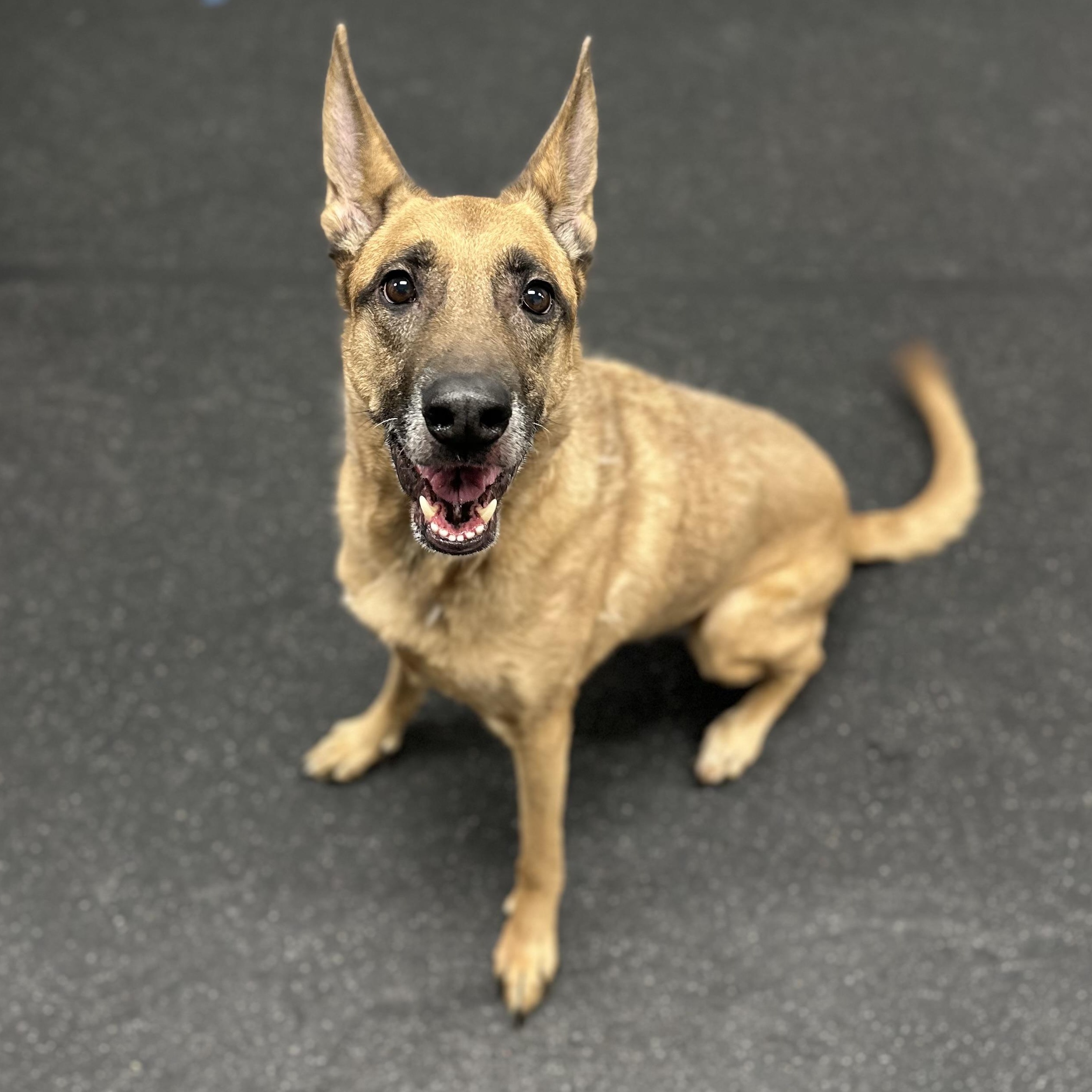 Enlarge Maxine, an adopted Belgian Shepherd / Malinois in Youngstown, OH image 3/4