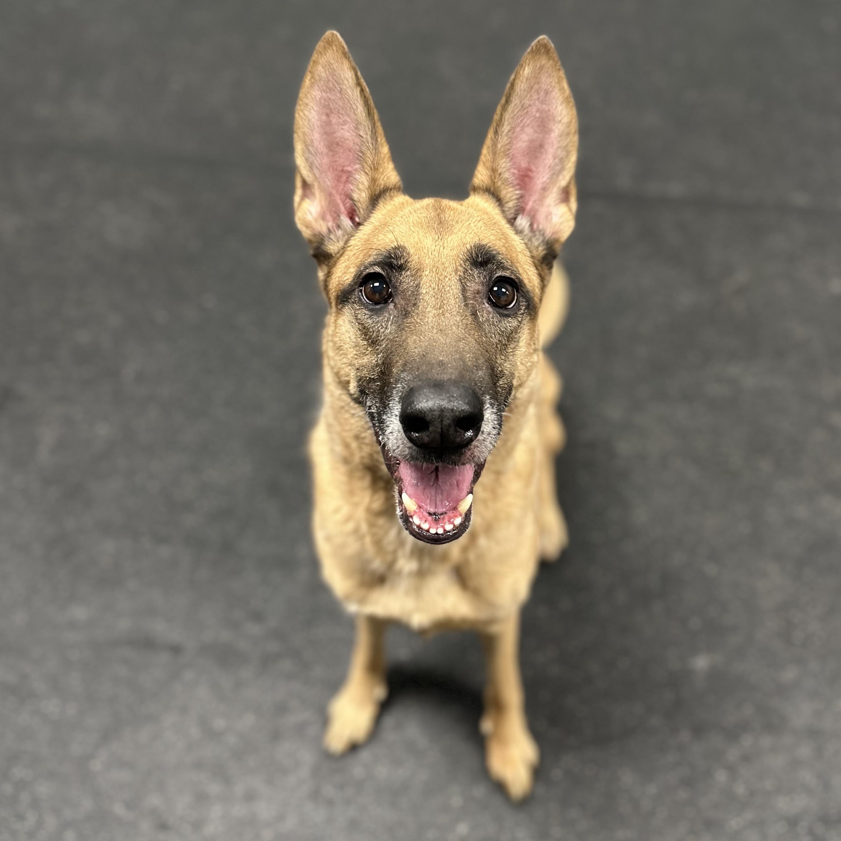 Enlarge Maxine, an adopted Belgian Shepherd / Malinois in Youngstown, OH image 2/4