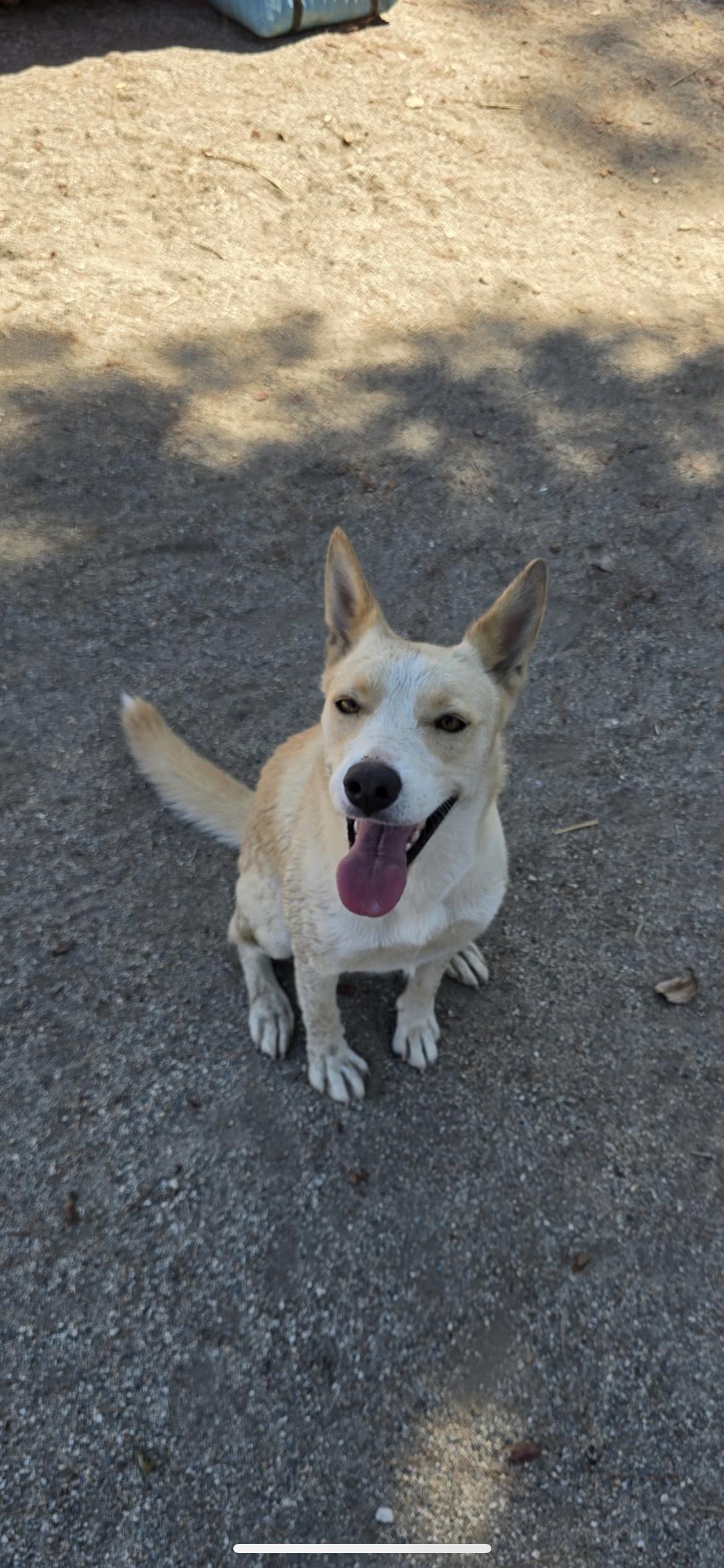 Enlarge Autumn, a Adoptable mixed breed in Hamden, CT image 6/6
