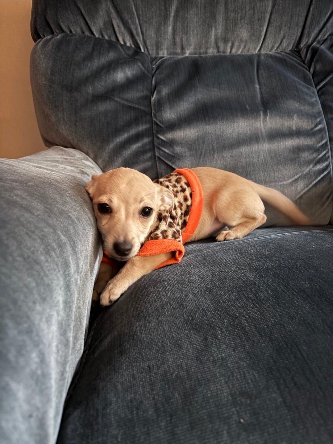 Enlarge Lucy, an adopted mixed breed in Plattsmouth, NE image 1/4