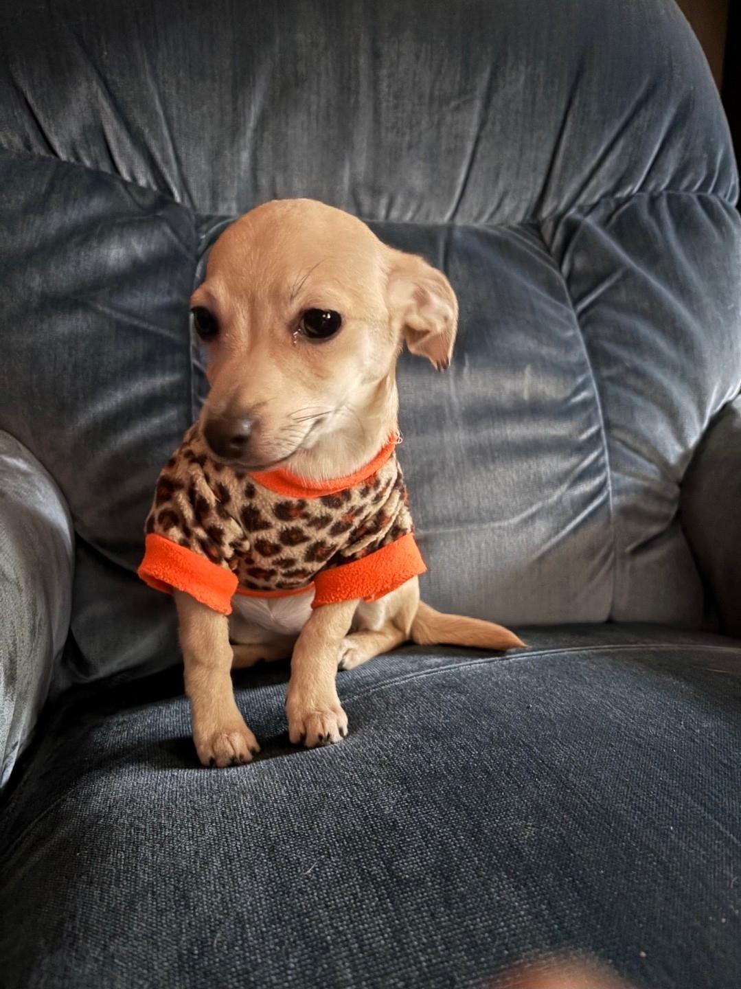 Enlarge Lucy, an adopted mixed breed in Plattsmouth, NE image 2/4