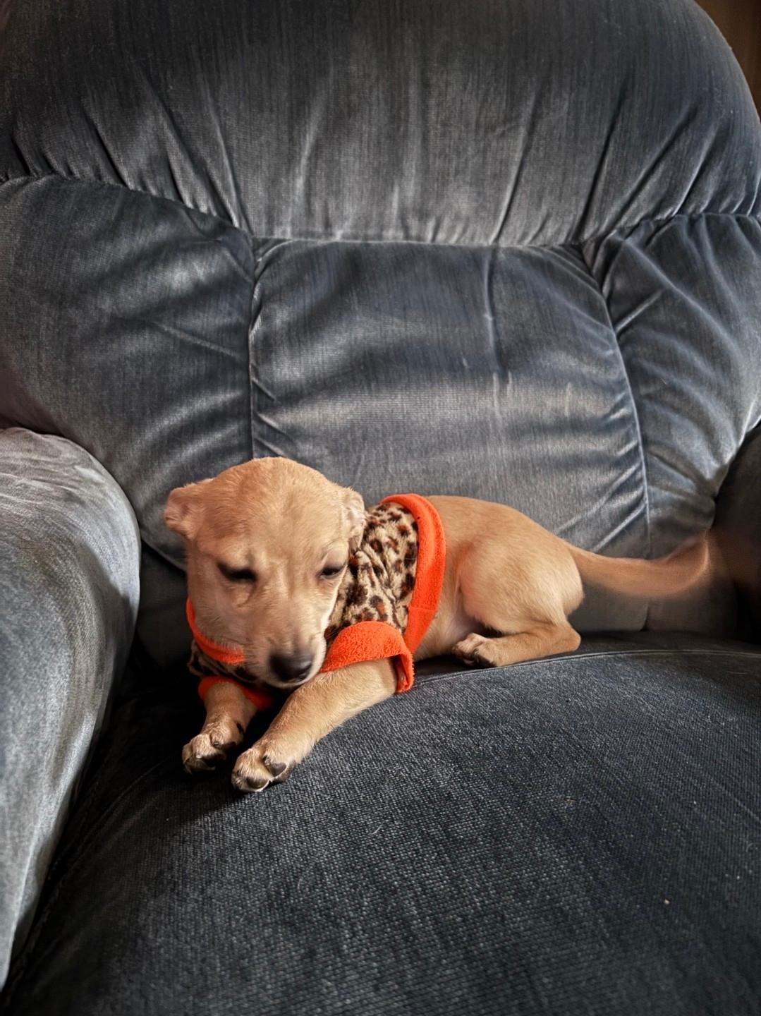 Enlarge Lucy, an adopted mixed breed in Plattsmouth, NE image 3/4