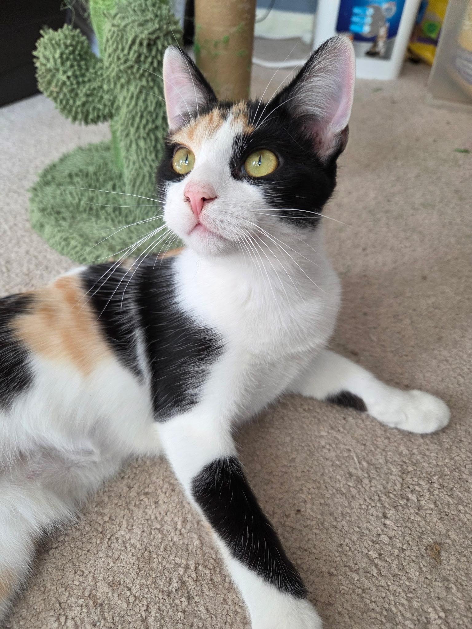 Enlarge Lasagna, a Adoptable Domestic Short Hair in Burlington, NC image 4/6