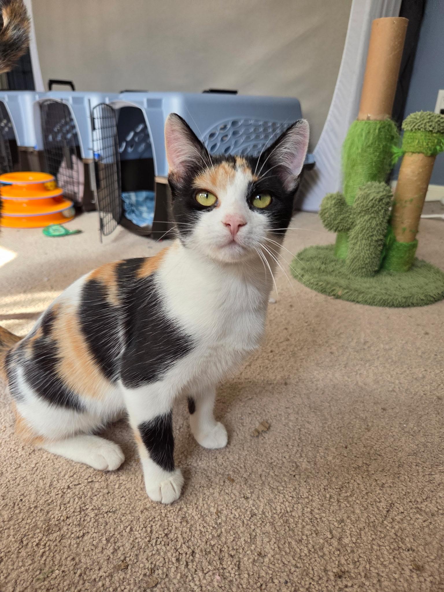 Enlarge Lasagna, a Adoptable Domestic Short Hair in Burlington, NC image 3/6