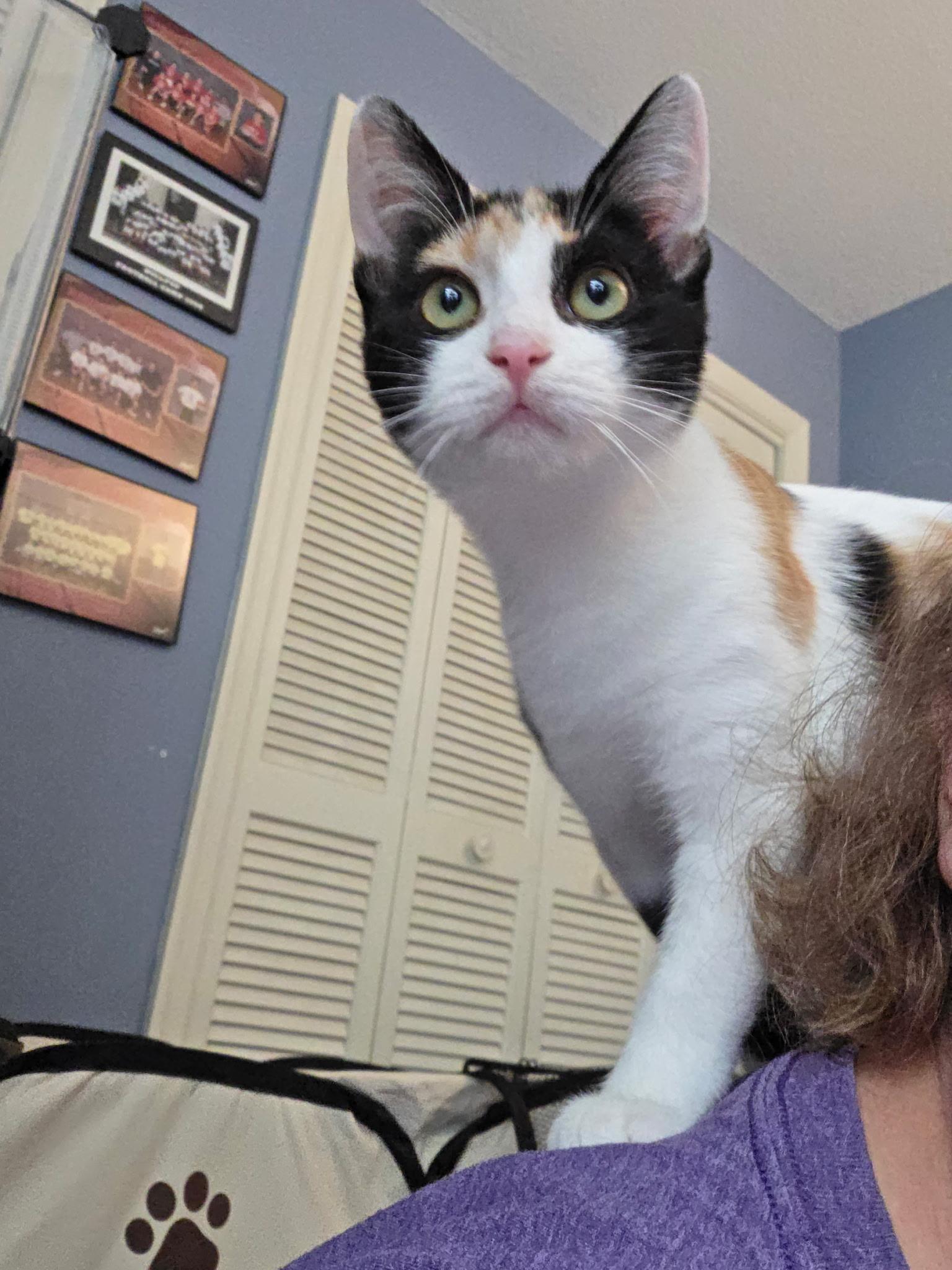 Enlarge Lasagna, a Adoptable Domestic Short Hair in Burlington, NC image 5/6