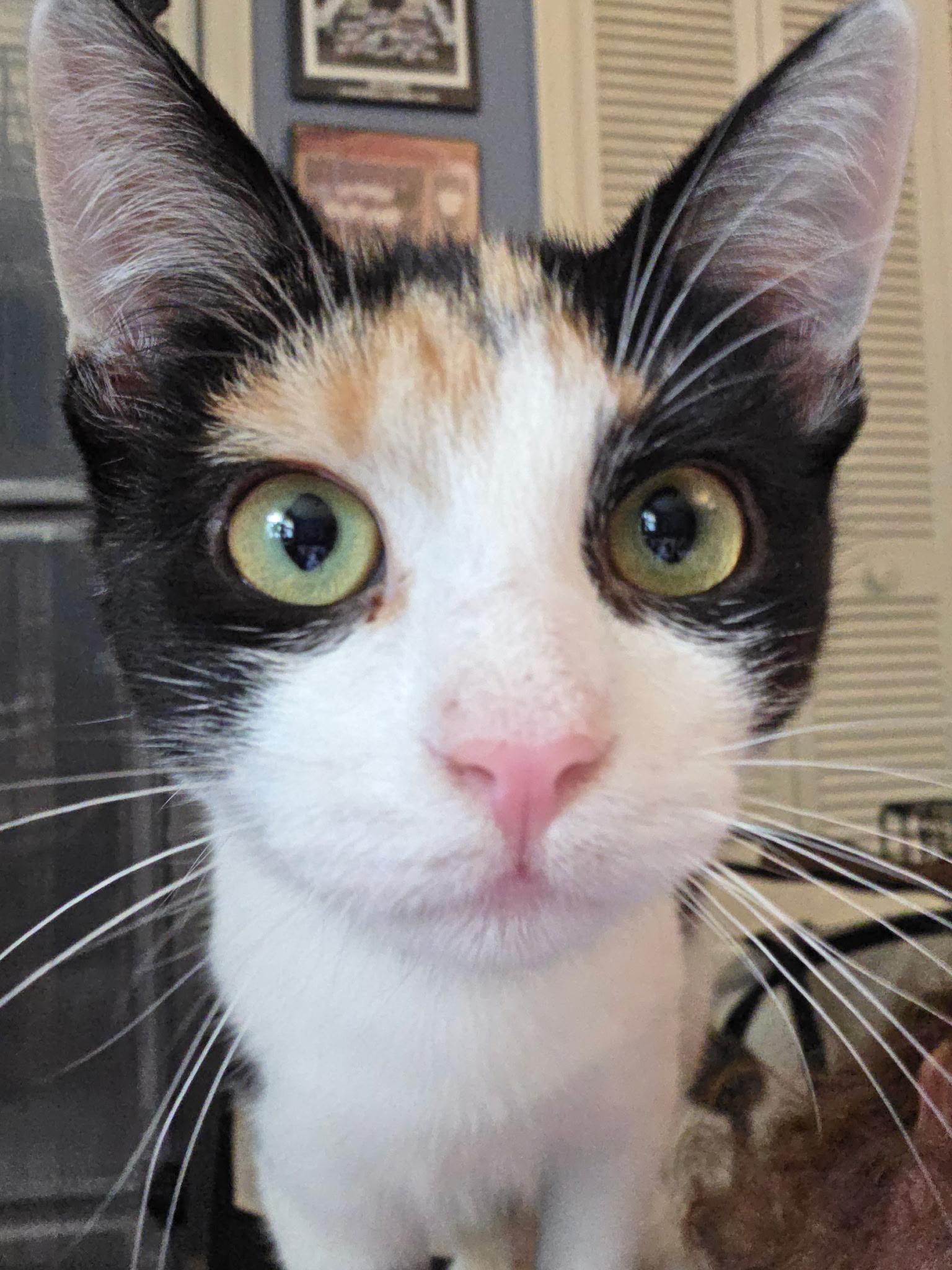Lasagna, Adoptable, Young Female Domestic Short Hair.