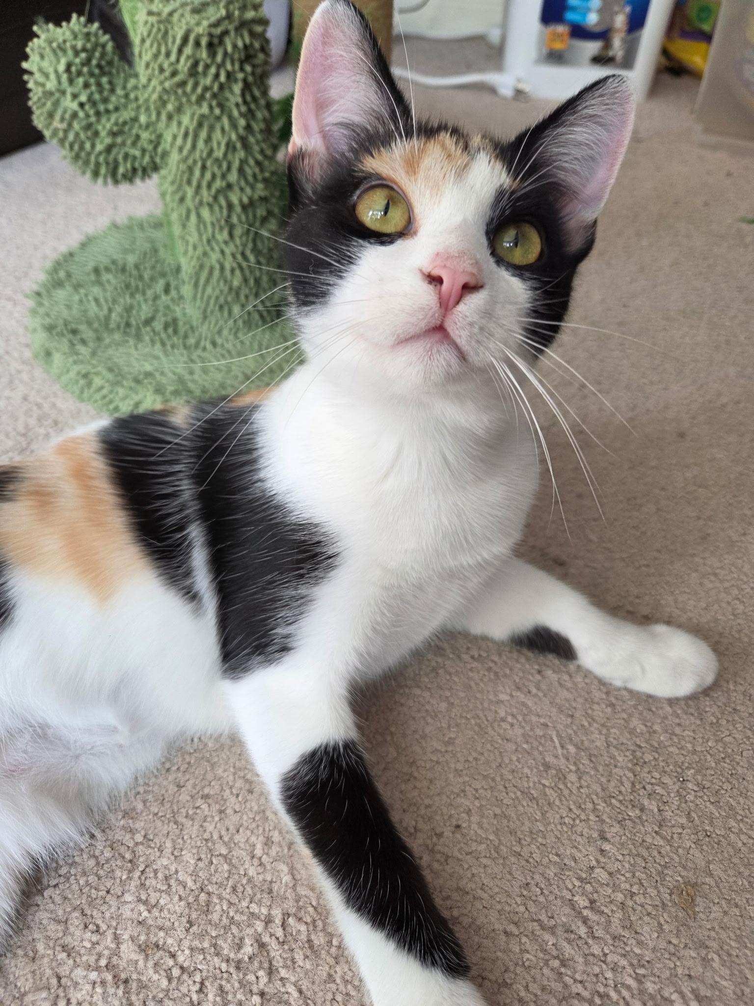 Enlarge Lasagna, a Adoptable Domestic Short Hair in Burlington, NC image 2/6