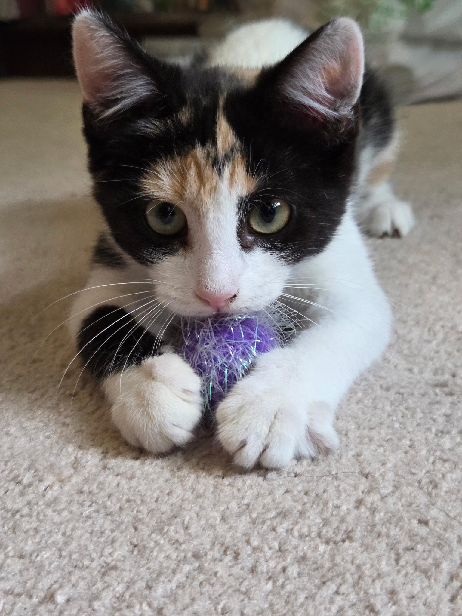Enlarge Lasagna, a Adoptable Domestic Short Hair in Burlington, NC image 6/6