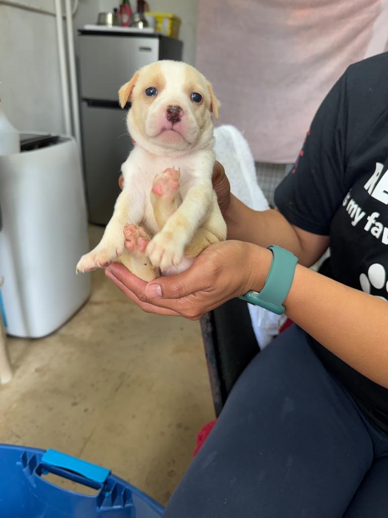 Sweet Heart, Adoptable, Puppy Female Affenpinscher.