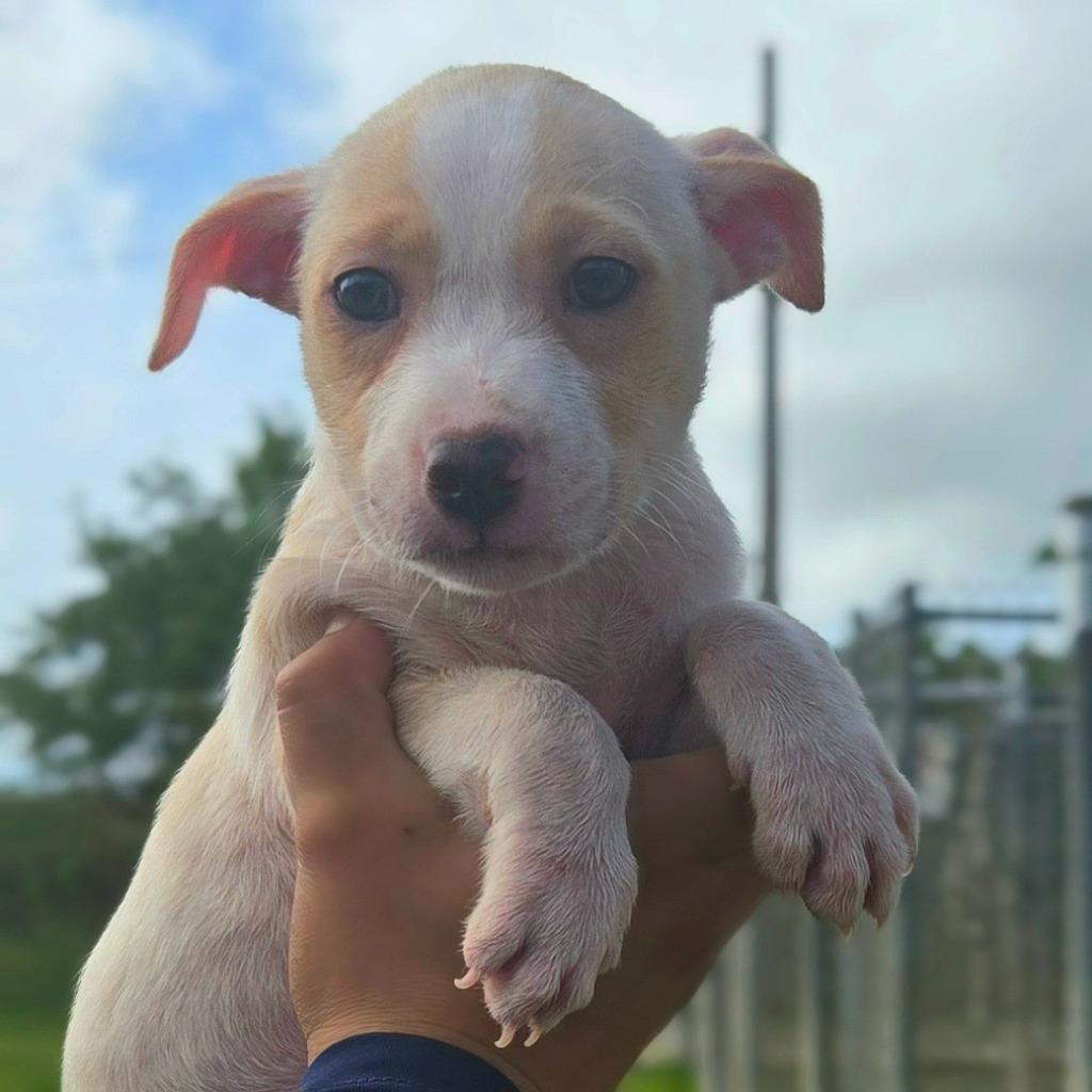 Enlarge Sweet Heart, a Adoptable mixed breed in Mangilao, GU image 2/2