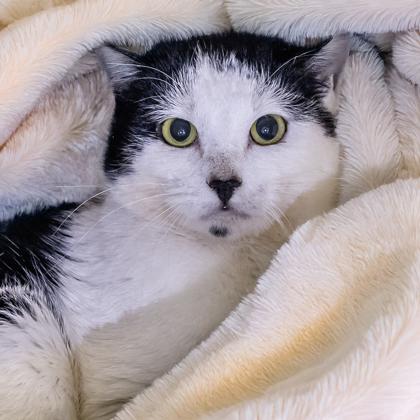 Citrine, Adoptable, Adult Male Domestic Short Hair & Domestic Short Hair.