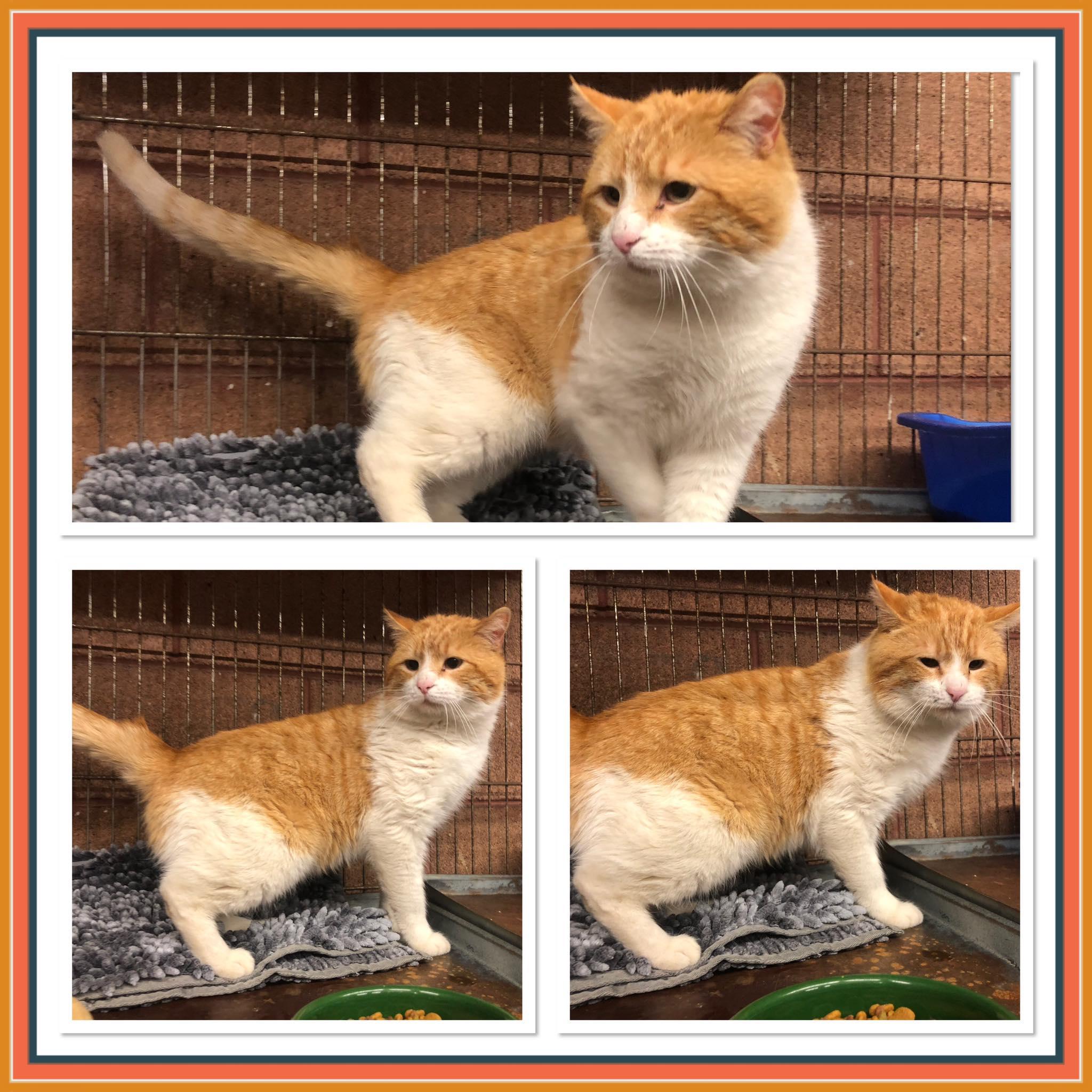 FLAP DOODLE, ADOPTABLE, Adult Male Domestic Short Hair.