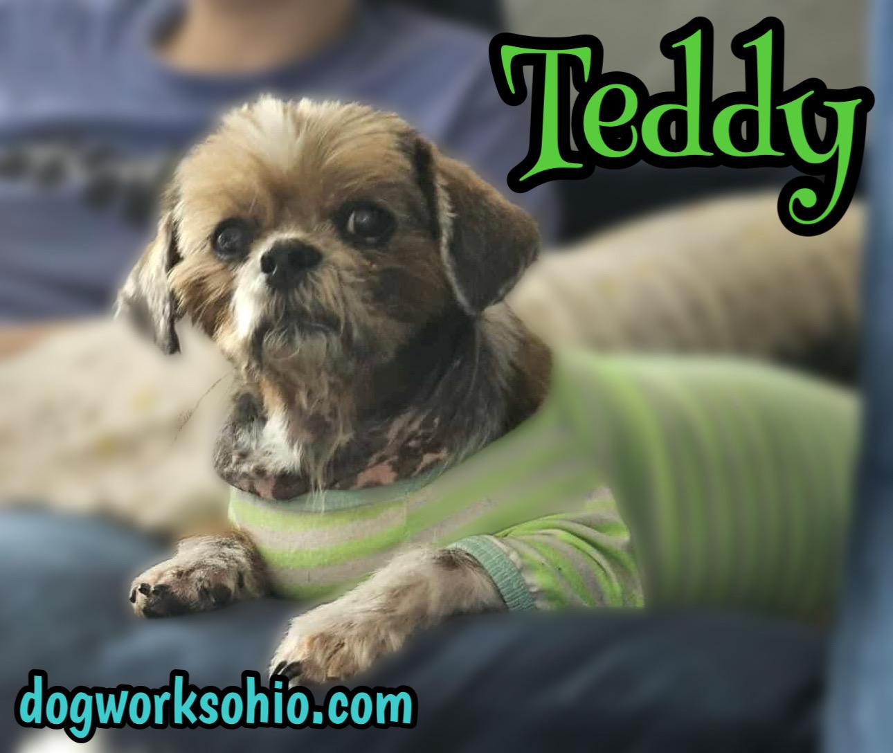 Teddy, Senior Male Shih Tzu