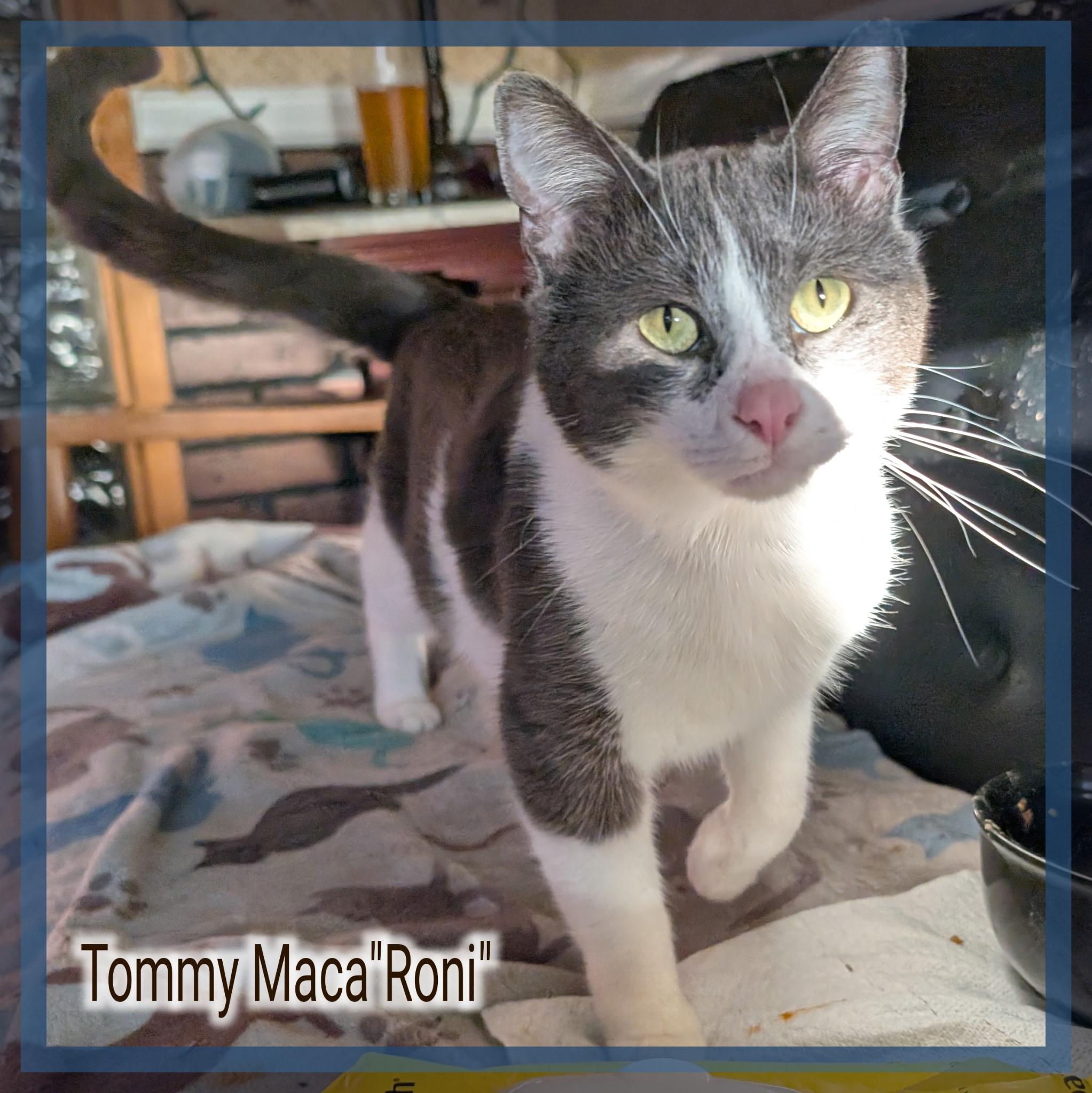 Enlarge Tommy, a ADOPTABLE Domestic Short Hair in Great Mills, MD image 1/1