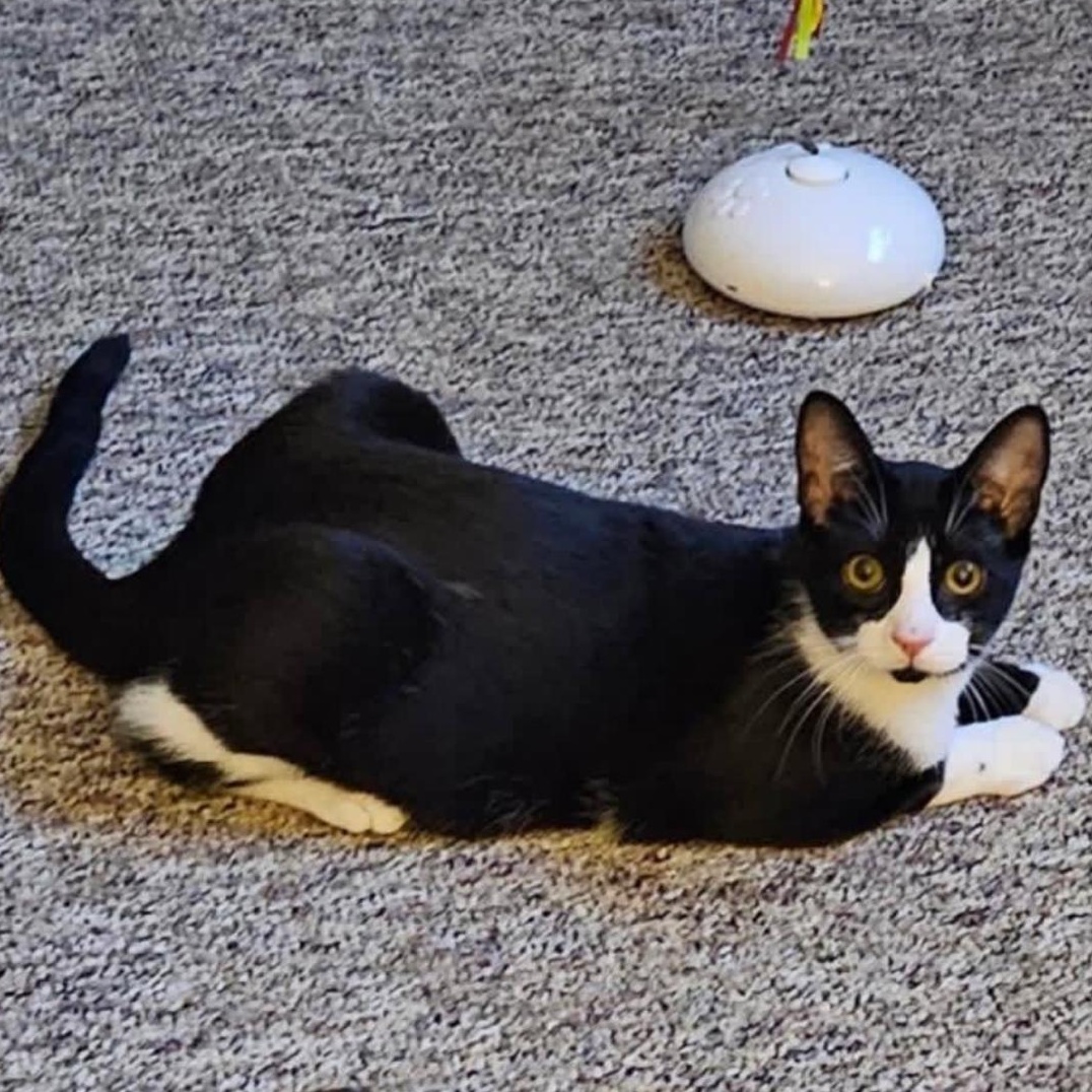 Slash, Adoptable, Kitten Male Domestic Short Hair.