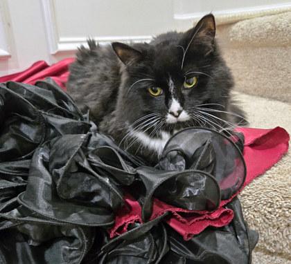 Enlarge Mocha (in foster), a Adoptable mixed breed in Fishers, IN image 1/3