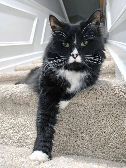 Enlarge Mocha (in foster), a Adoptable mixed breed in Fishers, IN image 2/3