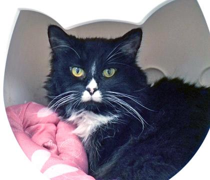 Mocha (in foster), a Adoptable mixed breed in Fishers, IN image 1/3