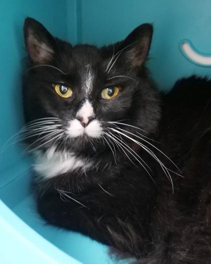 Mocha, Adoptable, Senior Female Domestic Long Hair & Domestic Short Hair.