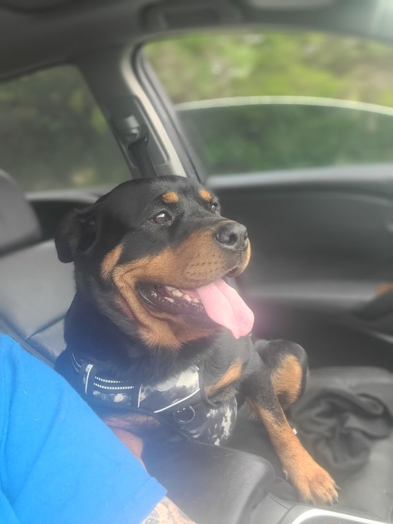 Enlarge ANJA, a Adopted Rottweiler in ocala, FL image 1/12