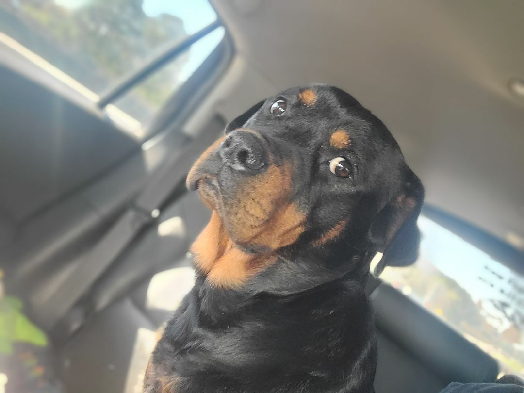 Enlarge ANJA, a Adopted Rottweiler in ocala, FL image 2/12