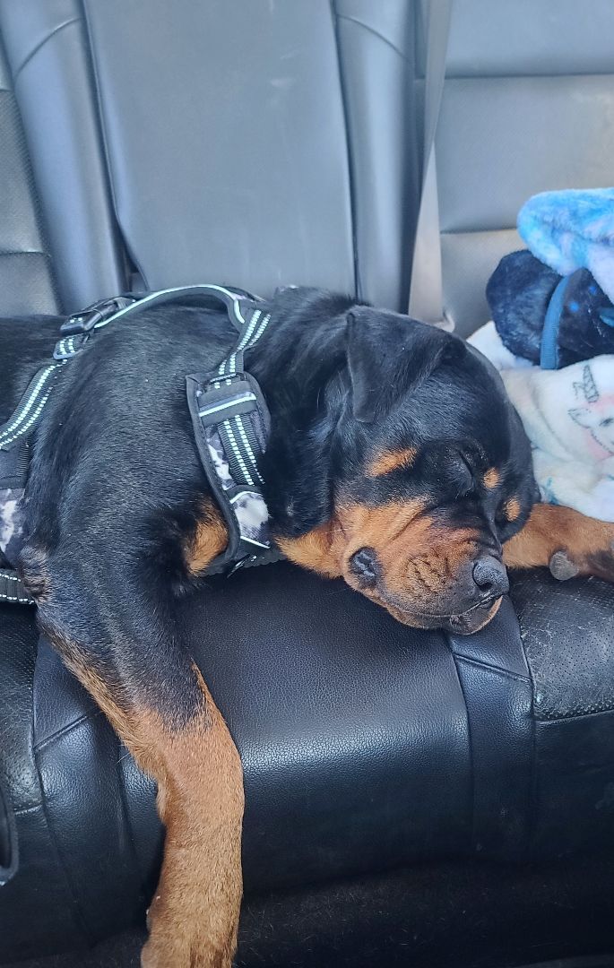 Enlarge ANJA, a Adopted Rottweiler in ocala, FL image 3/12