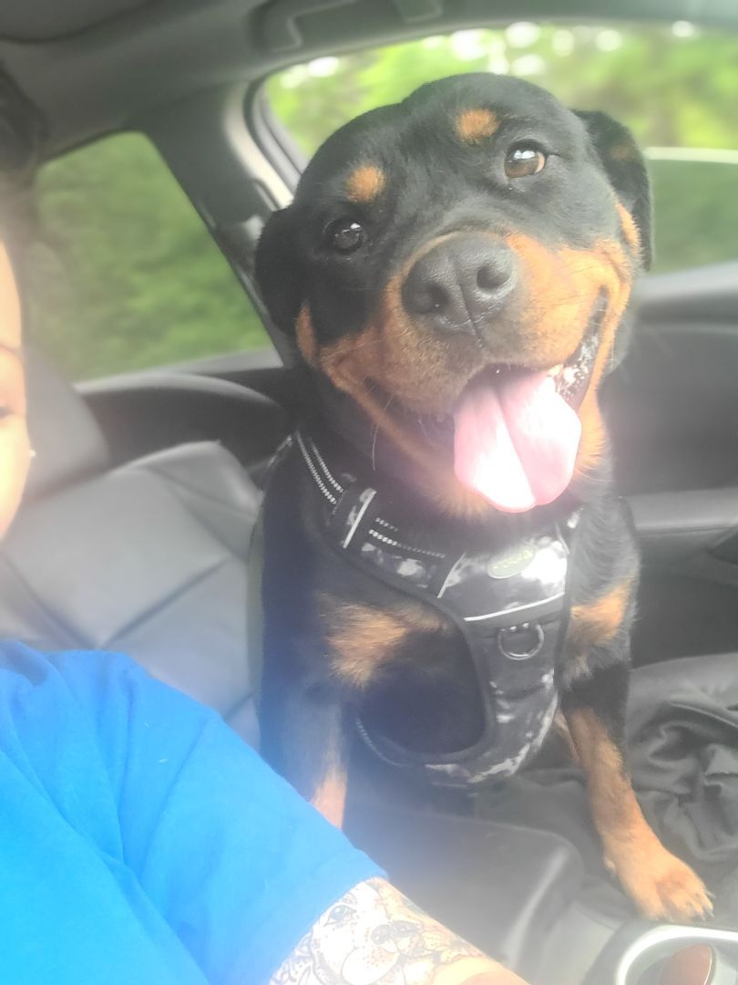 Enlarge ANJA, a Adopted Rottweiler in ocala, FL image 4/12