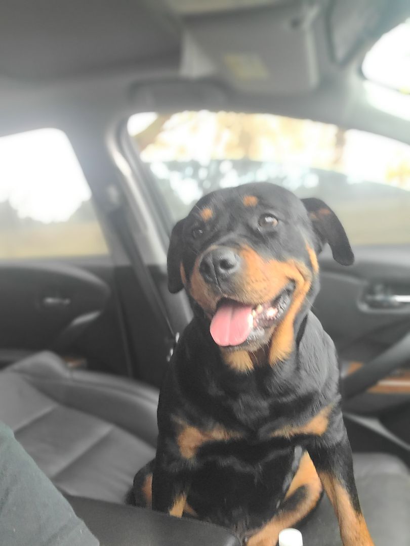 Enlarge ANJA, a Adopted Rottweiler in ocala, FL image 5/12