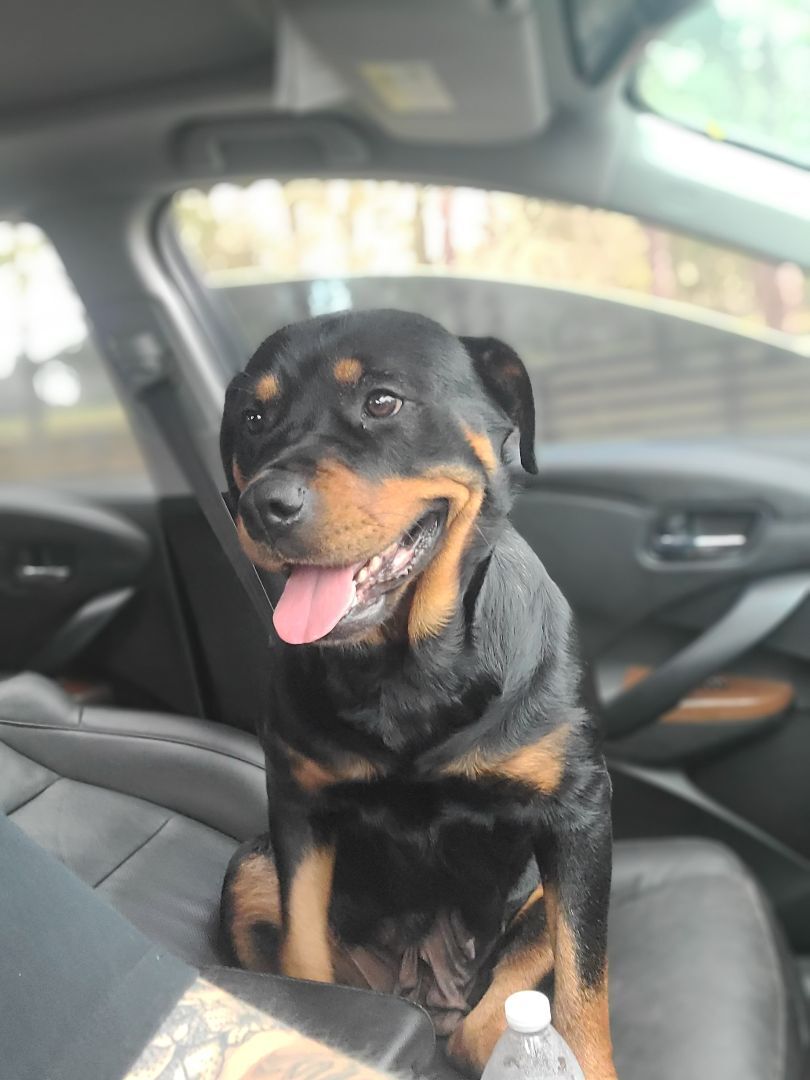 Enlarge ANJA, a Adopted Rottweiler in ocala, FL image 6/12