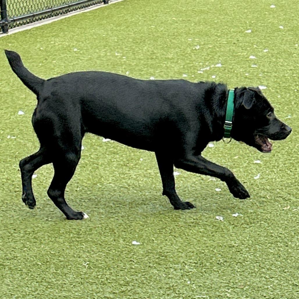 Licorice, Adoptable, Young Female American Staffordshire Terrier.