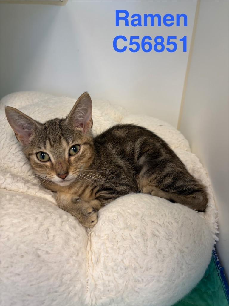 Ramen, Adoptable, Kitten Male Domestic Short Hair.