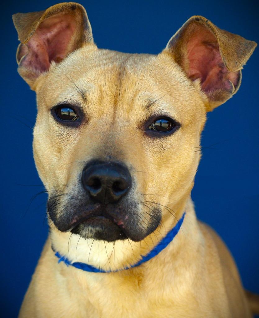 Enlarge Crimson, a Adoptable mixed breed in Denham Springs, LA image 1/2