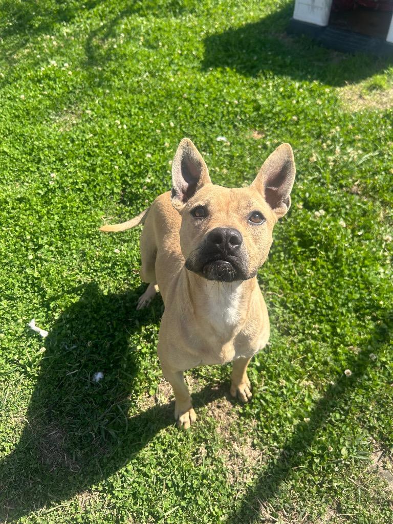 Enlarge Crimson, a Adoptable mixed breed in Denham Springs, LA image 2/3