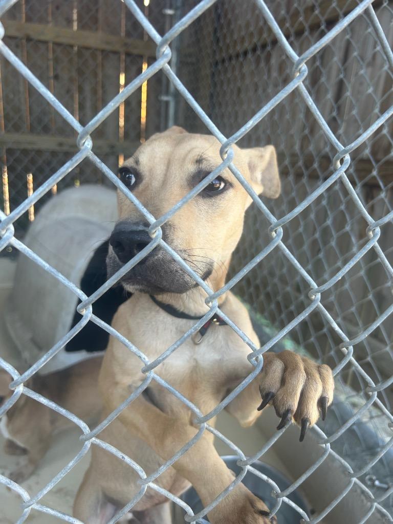 Enlarge Crimson, a Adoptable mixed breed in Denham Springs, LA image 3/3