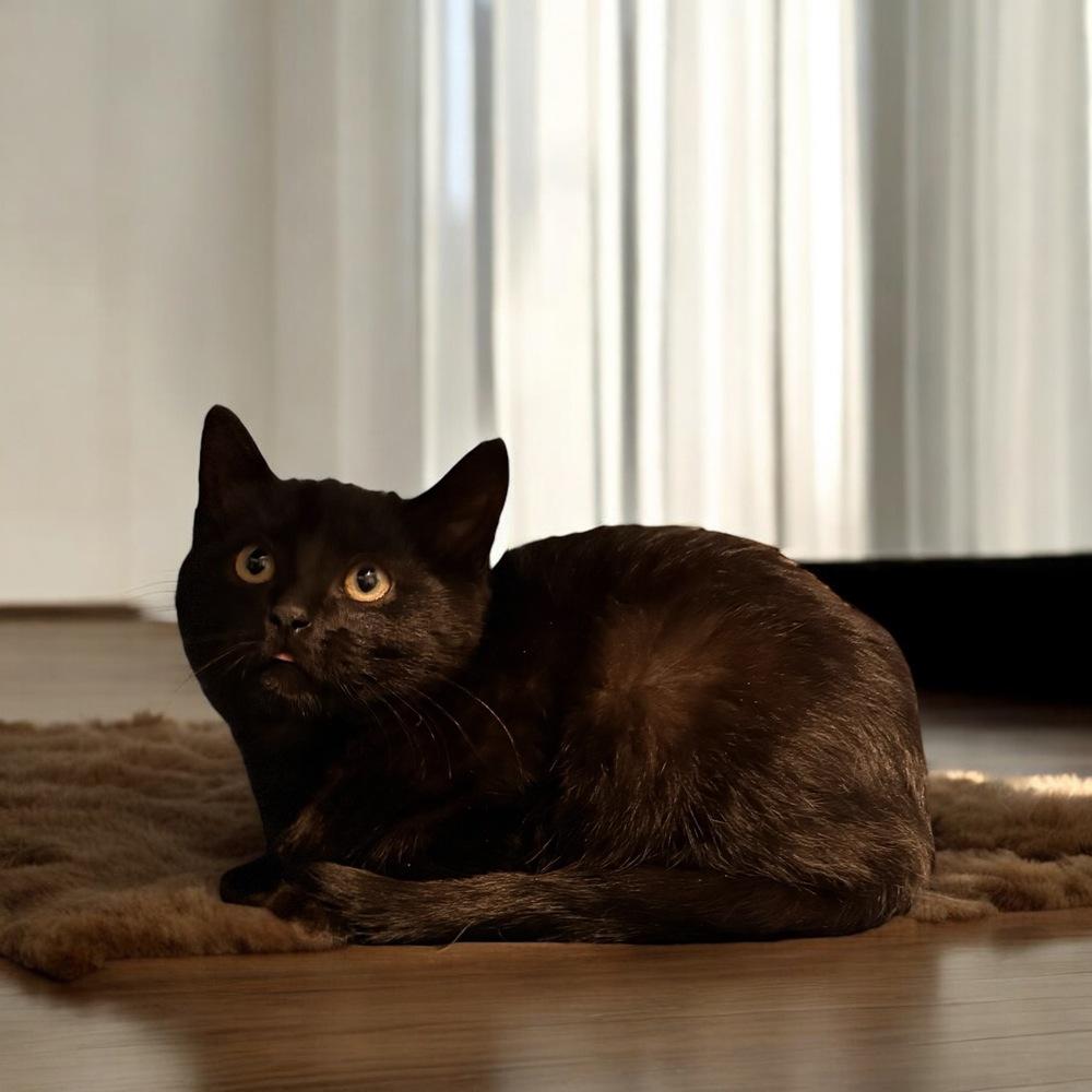 Bartholomew, Adoptable, Kitten Male Domestic Short Hair.