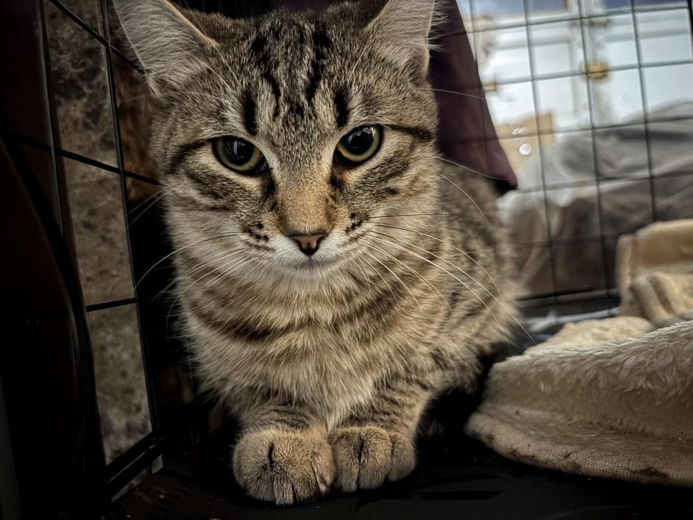 Enlarge Bartholomew, a Adoptable Domestic Short Hair in Forest Knolls, CA image 2/2