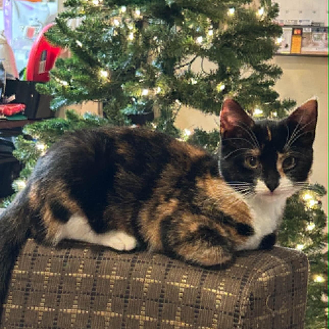 Enlarge Cinnamon, a Adoptable American Shorthair in Danbury, CT image 1/4